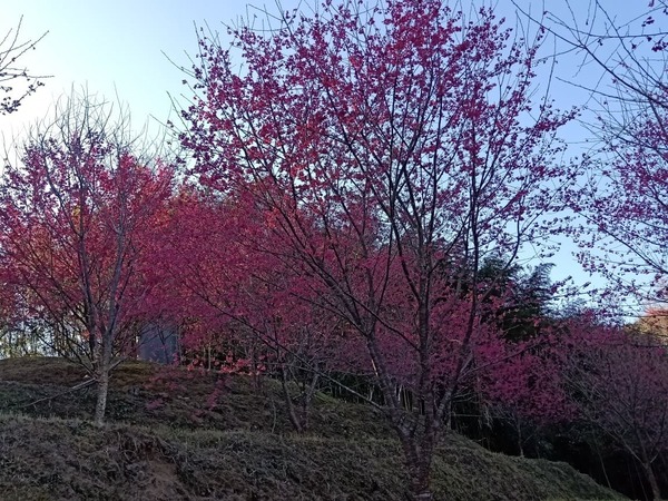 哈娜櫻花樹3