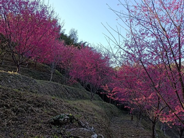 哈娜櫻花樹4